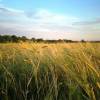 Ограничения на рынке земли сельхозназначения в Украине
